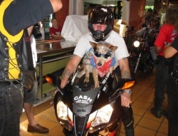 Pies Cash na motocyklu